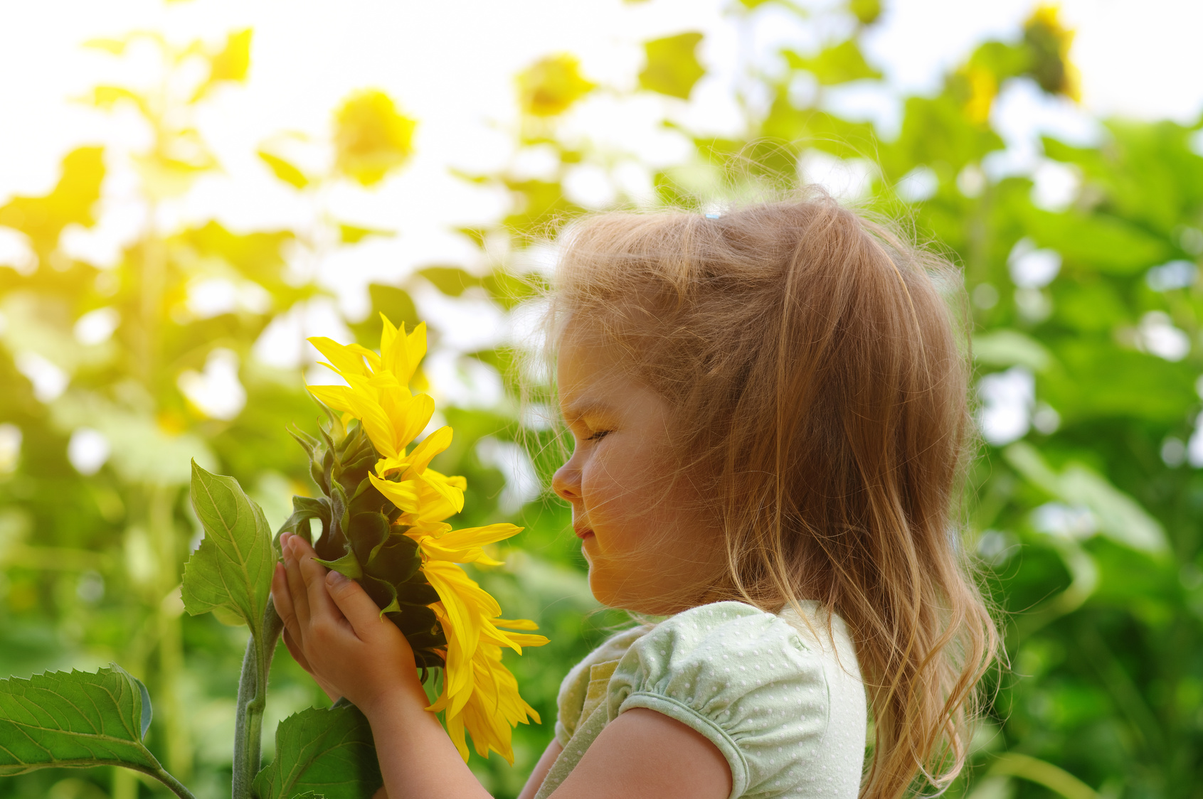 Mädchen und Sonneblume im Blumenfeld