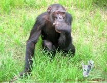 Chimp Doguy Sick Eye Chimp Doguy Sick Eye