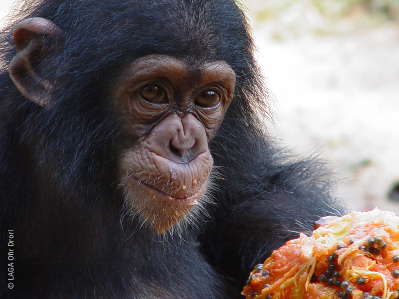 Chimp Laga Chimp Laga