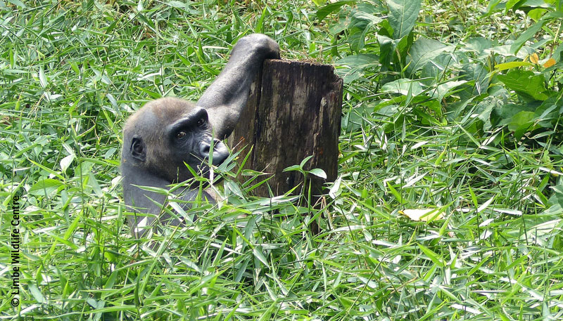 Gorilla Limbe