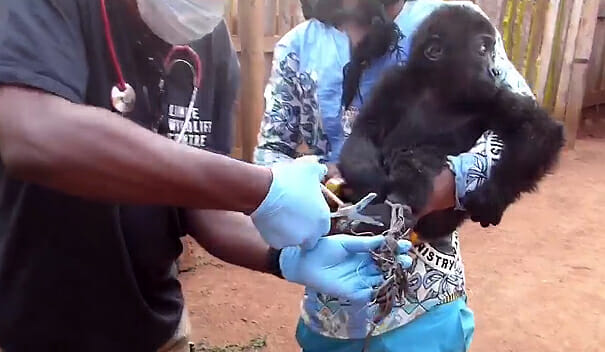 Gorilla Baby Bobga
