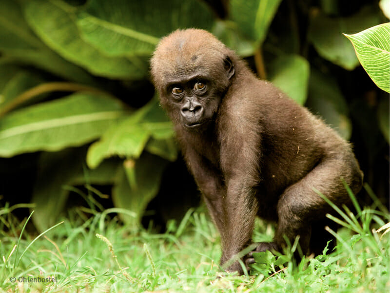 gorilla bolo