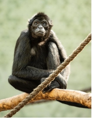 Affe_Tierpark Hellabrunn
